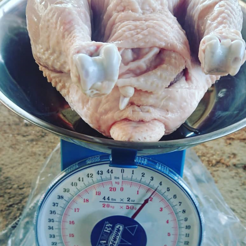 1 Kilo of Chicken